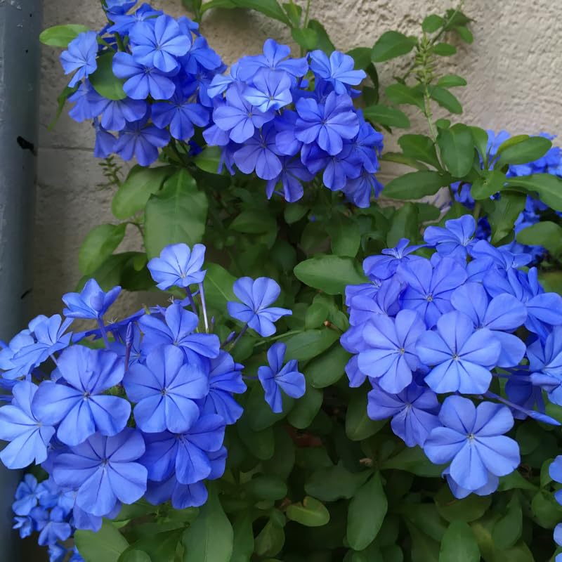 Pack 5 Cuttings Blue Plumbago Plant, 8-10" Unrooted Cutting, Flower Plumbago Vine Plant Cutting for Planting Outdoor Garden