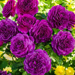Purple Climbing Rose Live Starter Plant, Fragrant Purple Rose Ready to Plant, Climbing Rose for Planting Outdoor, No Pot, 1 Year Old Rose Plant