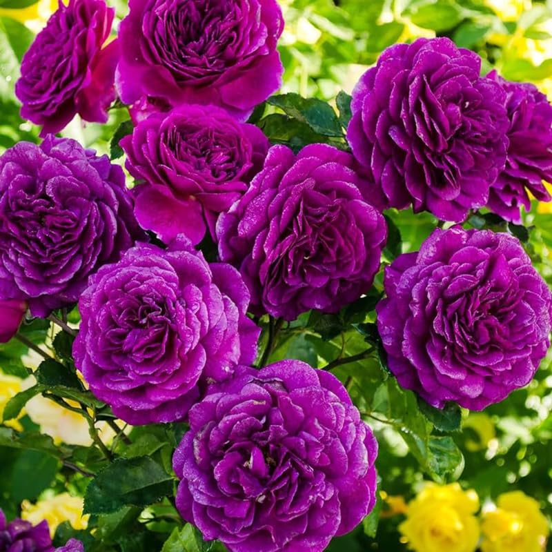 Purple Climbing Rose Live Plant, 6 Months Old Starter, Fragrant Purple Climbing Roses for Planting Outdoor, No Pot