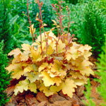 Pack 3 Heuchera Plants Live, Coral Bells Plants 4-7” Tall for Shade Gardens, Borders, Pots, Heuchera Perennials Seedlings (Red Orange Yellow Heuchera)