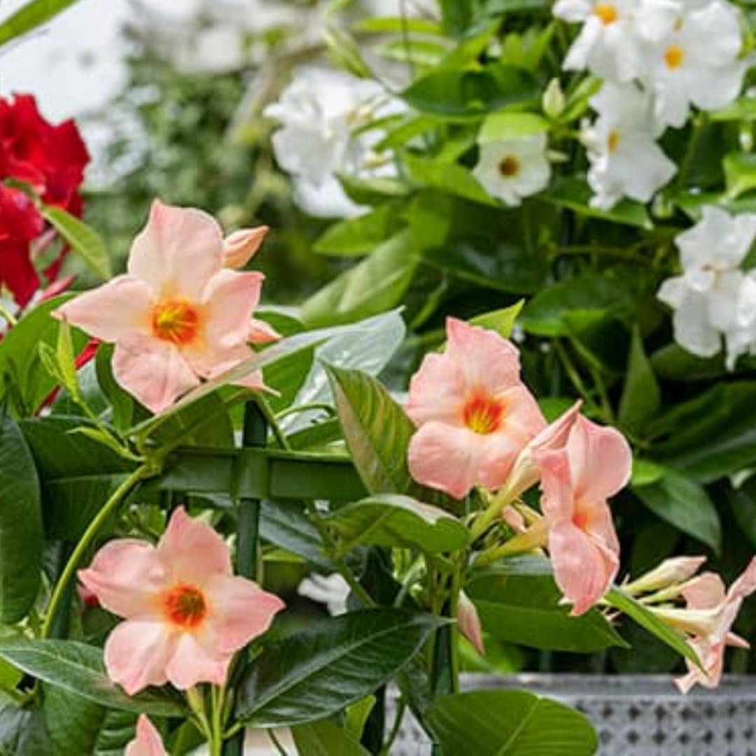 Mandevilla Plant Live, 5 to 7 Inc Tall Seedling, Peach Mandevilla Vine Plants, Perennial Flowering Mandevilla Live Plant Trellis Garden