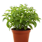 2 Stevia Live Plants, Stevia Plant Live for Planting Indoor Outdoor, Herb Plant Live Well Rooted Indoor Outdoor