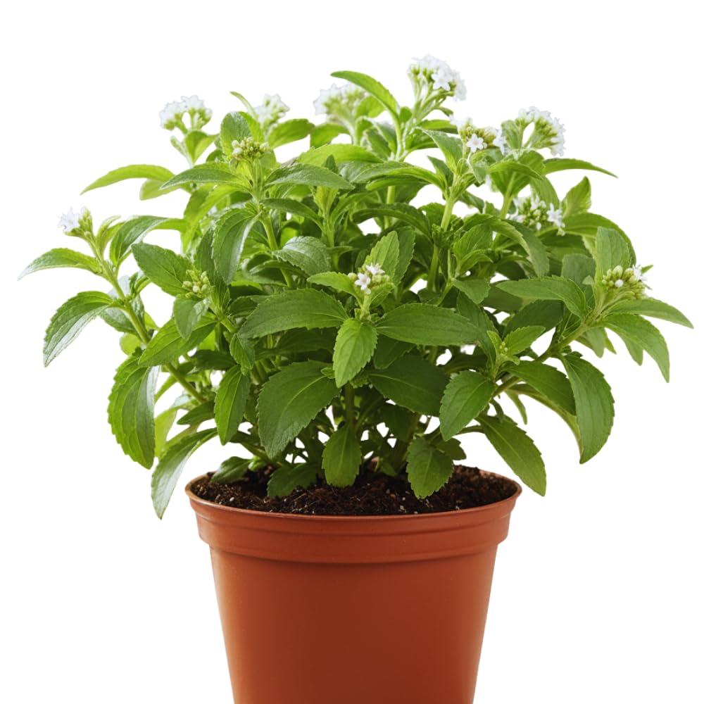 2 Stevia Live Plants, Stevia Plant Live for Planting Indoor Outdoor, Herb Plant Live Well Rooted Indoor Outdoor