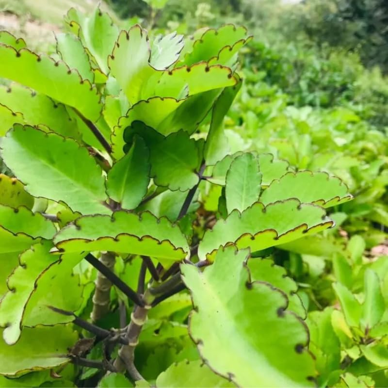 Kalanchoe Pinnata Succulent Plant Live for Planting Indoor Outdoor, 4-8 Inch Tall, in 4 Inch Pot, Kalanchoe Plant Live Mother of Thousands