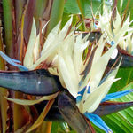 Sets 2 White Bird of Paradise Plants Live, Striking Blue White Blooms, 5 to 9 Inc Tall, No Pot, Tropical Houseplant, Exotic and Vibrant Color