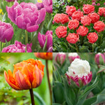 10 Double Peony Tulip Bulbs, Mixed Bulbs for Fall Planting, Indoor Outdoor Garden, Ready to Plant