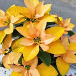 2 Poinsettia Plants Live, Yellow Poinsettia Flowers Christmas Decorations, Holiday Houseplant, Poinsettias Trees Plants, No Pot, 5-9" Tall