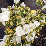 Bougainvillea Plants Live, Bougainvillea Live Plant, 4 to 6 Inc Tall, Flower Vine Plant (White)
