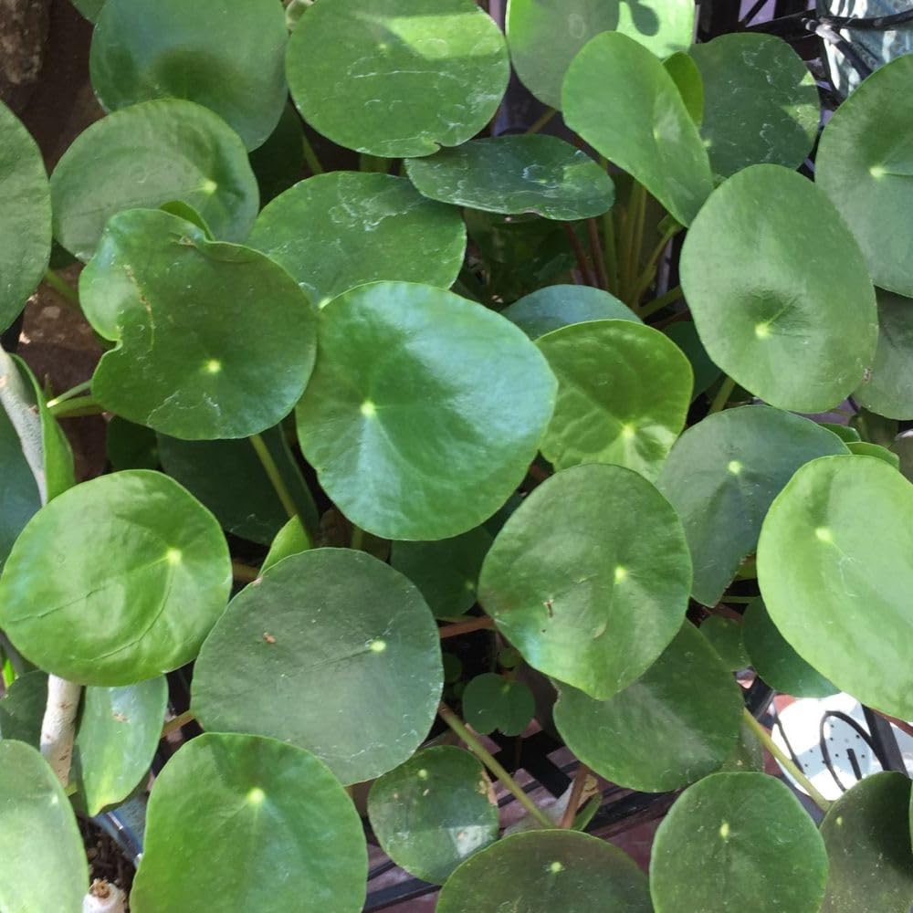 Money Plant Live Houseplant 4-6 Inches Tall, Pilea Peperomioides Plant, Money Indoor Plant for Beginners and Collectors