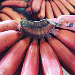 Zebrina Red Banana Tree Live Plant, Edible Fruit, 4-6" Tall