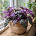 Pack 2 Purple Passion Plants, Gynura Purple Passion Plant Live, 4-6 Inc Tall, Easy Care Houseplant for Home and Office Decoration