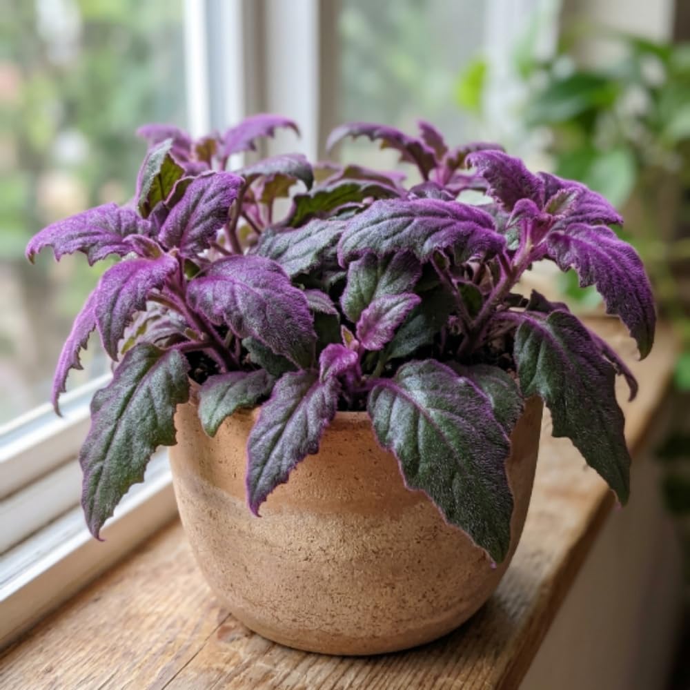 Pack 2 Purple Passion Plants, Gynura Purple Passion Plant Live, 4-6 Inc Tall, Easy Care Houseplant for Home and Office Decoration