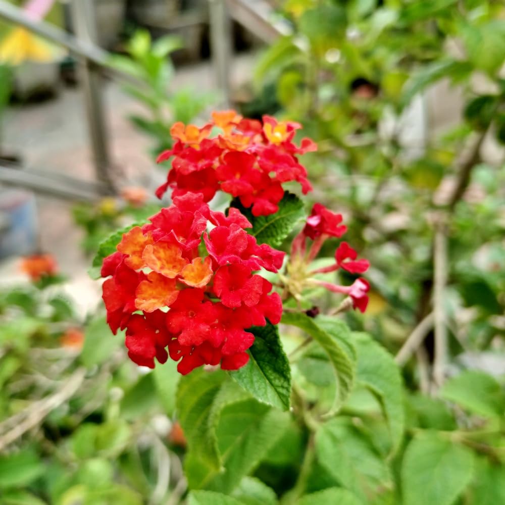 Pack 2 Lantana Live Plants for Planting, Hardy Perennial Lantana Bushes Well Rooted 4-7 Inches, Assorted Blooms (Red Flowers)