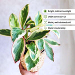 Peperomia Plant Live, Peperomia Houseplant Live, Tricolor Foliage, 4 to 6 Inches Tall, Ideal for Home and Office Decoration