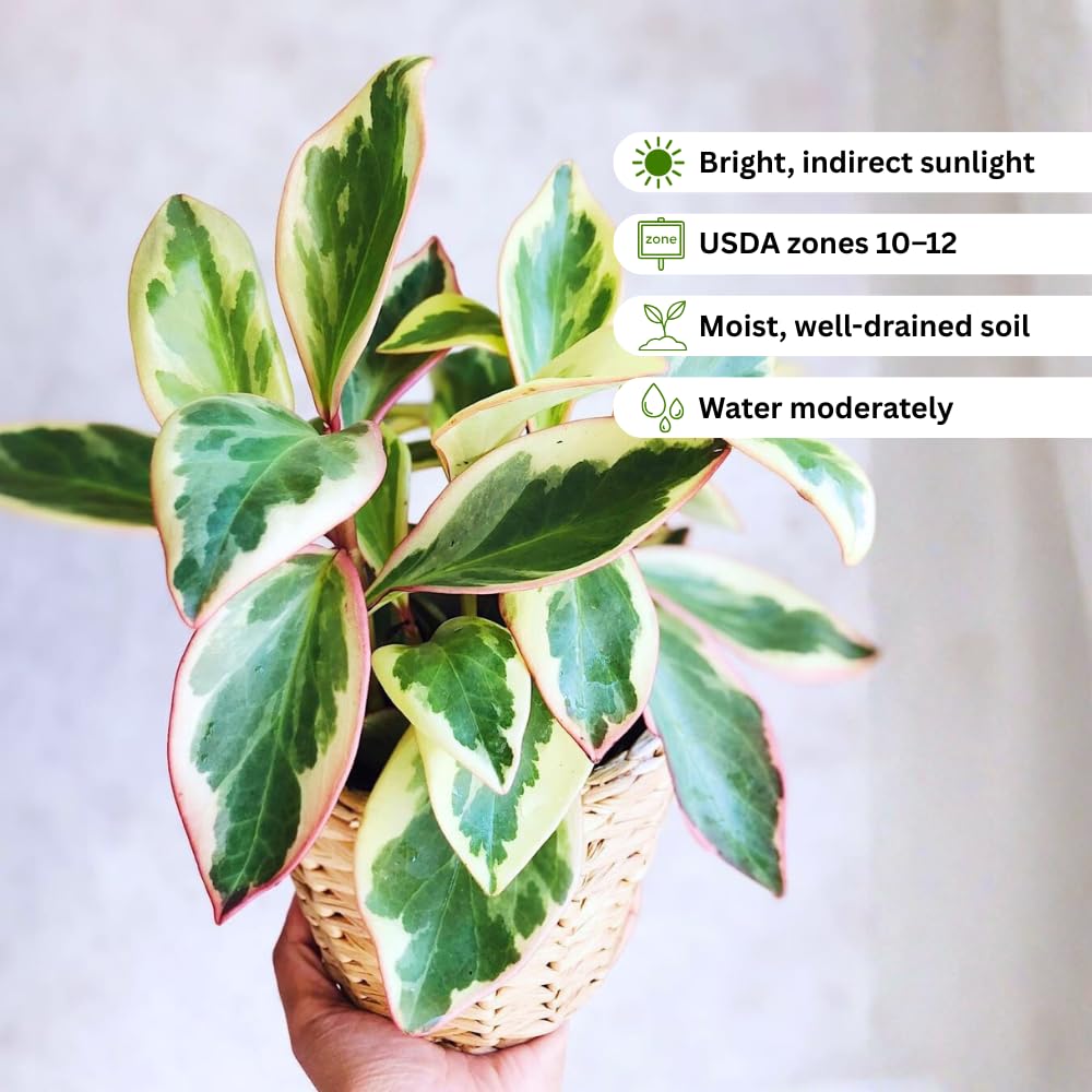 Peperomia Plant Live, Peperomia Houseplant Live, Tricolor Foliage, 4 to 6 Inches Tall, Ideal for Home and Office Decoration