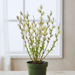 Pussy Willow Tree Live Plant, Pussy Willow Plant, 2.5 Inches Pot