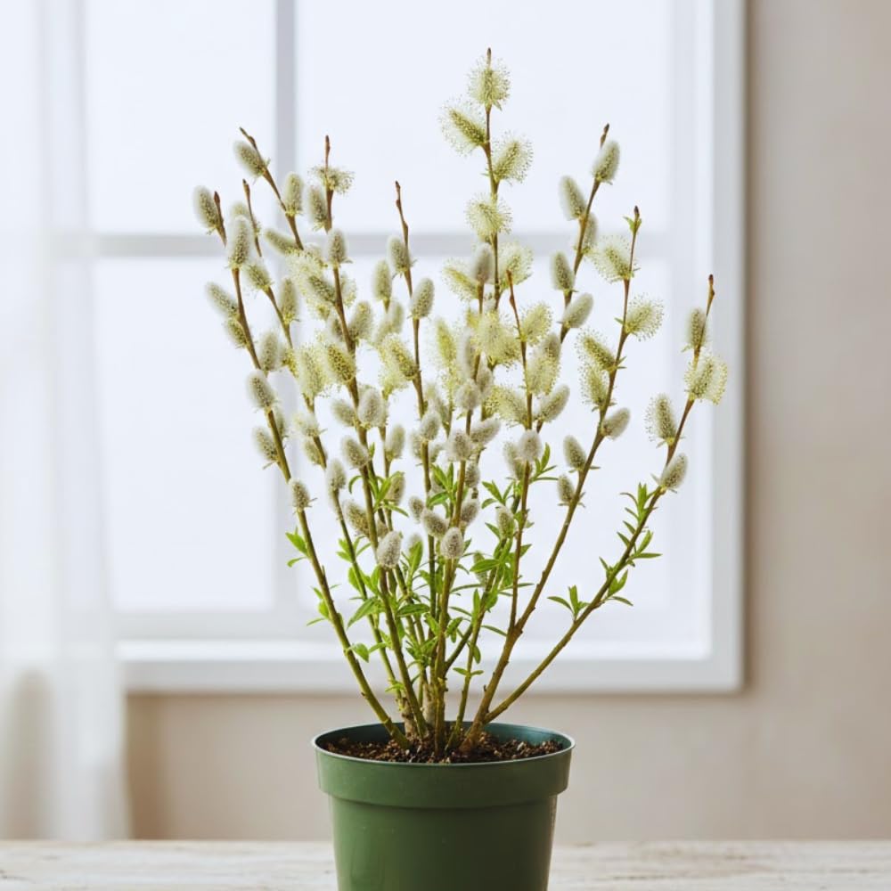 Pussy Willow Tree Live Plant, Pussy Willow Plant, 2.5 Inches Pot