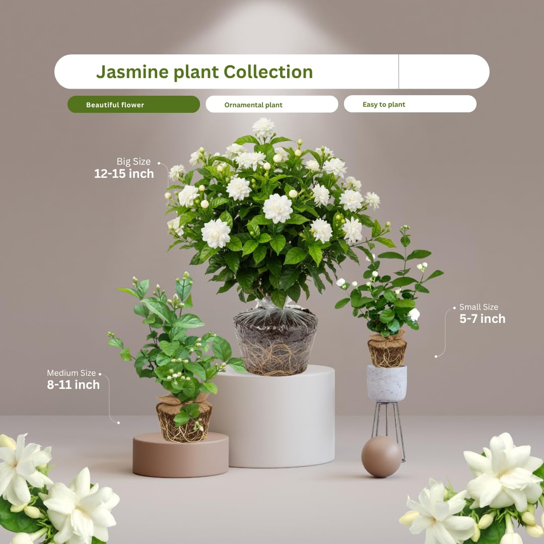 2 Maid of Orleans Arabian Jasmine Plants Live, 5 to 7 Inc Tall, Jasmine Plant Indoor Live Fragrant Flower Garden Outdoor Planting