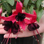 2 Fuchsia Live Plants, Fuchsia Flower Perennial for Outdoor Garden 3 to 5 Inches (Black)