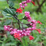 Set 2 Mix Bleeding Heart Vine Plants Live, Clerodendrum Live Plant, Bleeding Heart Live Plant - 6-8 Inch Plant, Long Blooming, Perennial
