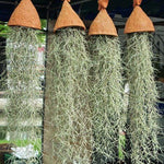 Live Spanish Moss Plant 10” Tall Clump, Air Plant for Home Decoration, Terrariums and Outdoor Planting