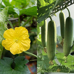 4 Luffa Plants, Live Gourd Loofah Plants 4-6 Inches, Annual Vegetable Seedlings for Gardening
