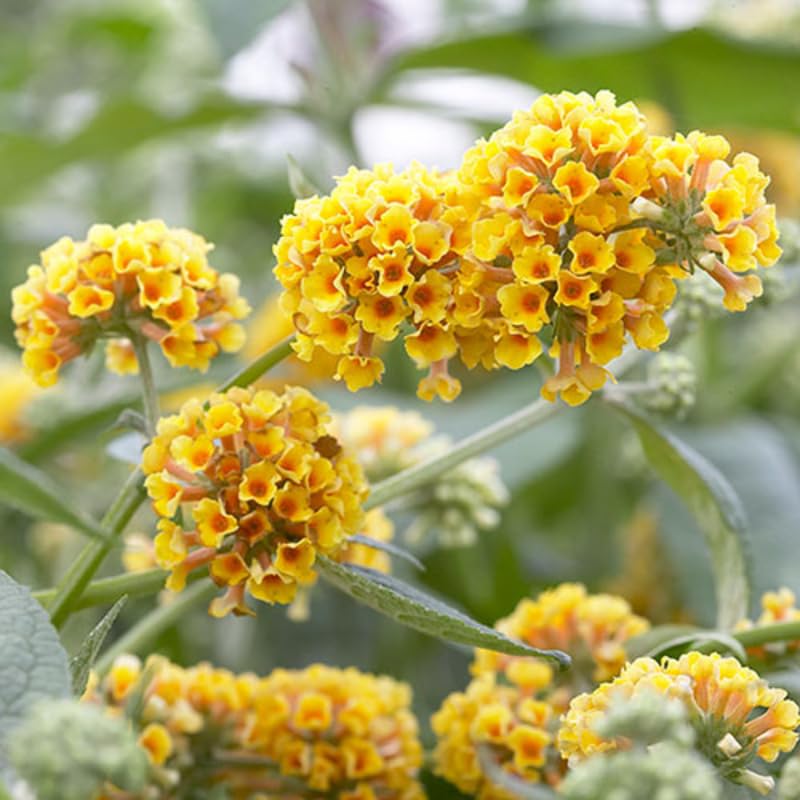 Yellow Butterfly Bush Buddleia Butterfly Plant Live, 4-9" Tall Well-Rooted for Outdoor Gardens, Perennial Shrub, No Pot