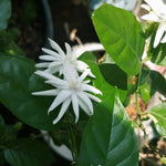 2 Jasmine Plants Live, 5 to 7 Inc in Height, Jasmine Flower Plant Live Climbing Flower Perennial, White Flowers