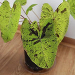 Elephant Ear Plants, Rare Colocasia Plant Live, Perennial Esculenta Taro Alocasia 4-8 Inch Tall, Indoor Outdoor Garden (Rare Variegated Black)