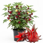 Hardy Hibiscus Plants Live, Red Roselle Hibiscus Flowers Plant from 4-6 Inches Tall, Hibiscus Sabdariffa