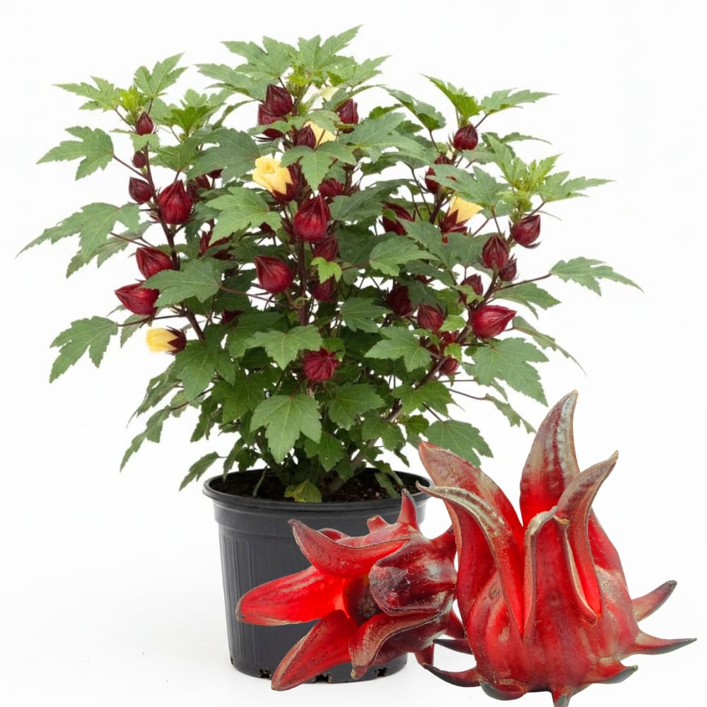 Hardy Hibiscus Plants Live, Red Roselle Hibiscus Flowers Plant from 4-6 Inches Tall, Hibiscus Sabdariffa