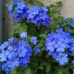 Set 4 Blue Plumbago Plants Live, Plumbago Flower Shrub Indoor Outdoor Planting, 4 to 6 Inch Tall