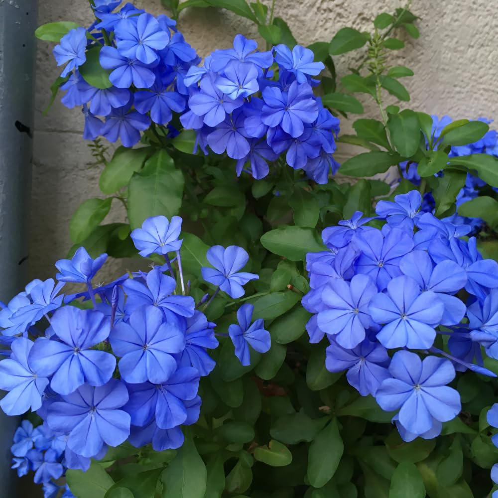 Set 4 Blue Plumbago Plants Live, Plumbago Flower Shrub Indoor Outdoor Planting, 4 to 6 Inch Tall
