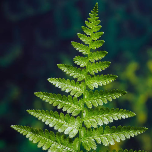 10 Fern Plant Bare Roots, Lady Fern Plants Live, 3 to 6 Inches Tall