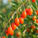 6 Goji Berry Cuttings for Planting, Red Goji Berries for Outdoor Growing, Cold Hardy Fruit Shrub Starter