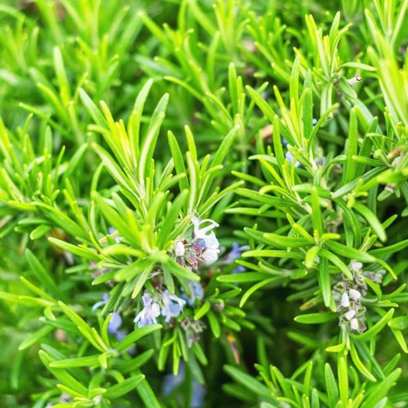 2 Rosemary Plants Live, 5 to 7 Inc Starter Plants, Rosemary Herb Live Plant Pot 4 Inc Indoor Outdoor Gardening