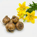 Yellow Lily Bulbs for Planting, Bright Sunny Blooms, Summer Flowering Perennial Garden Flowers, Lily Bulbs for Containers and Outdoor Garden, 4 Bulbs