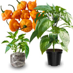Pack 2 Pepper Plants Live, 80 Days Old Live Pepper Green for Growing, Chili Peppers for Planting, 5 to 9 Inc Tall (Yellow Jamaican Scoth Bonnet Pepper)