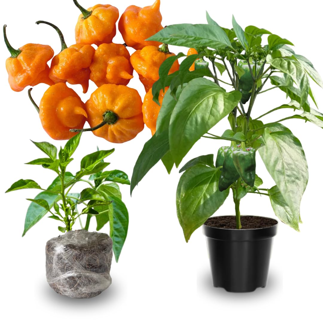 Pack 2 Pepper Plants Live, 80 Days Old Live Pepper Green for Growing, Chili Peppers for Planting, 5 to 9 Inc Tall (Yellow Jamaican Scoth Bonnet Pepper)