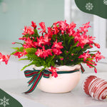 Christmas Cactus Plants Live, Thanksgiving Cactus Easter Cactus Like, 4-8 Inc Tall, Cold Hardy, Holiday Cactus for Indoor Outdoor Planting, Starter Size (Red)