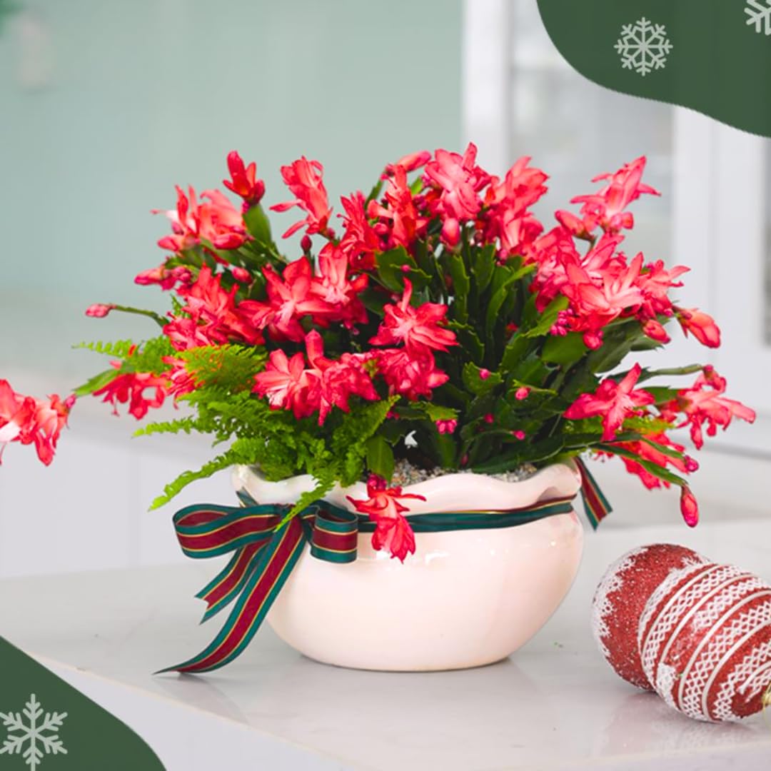 Christmas Cactus Plants Live, Thanksgiving Cactus Easter Cactus Like, 4-8 Inc Tall, Cold Hardy, Holiday Cactus for Indoor Outdoor Planting, Starter Size (Red)