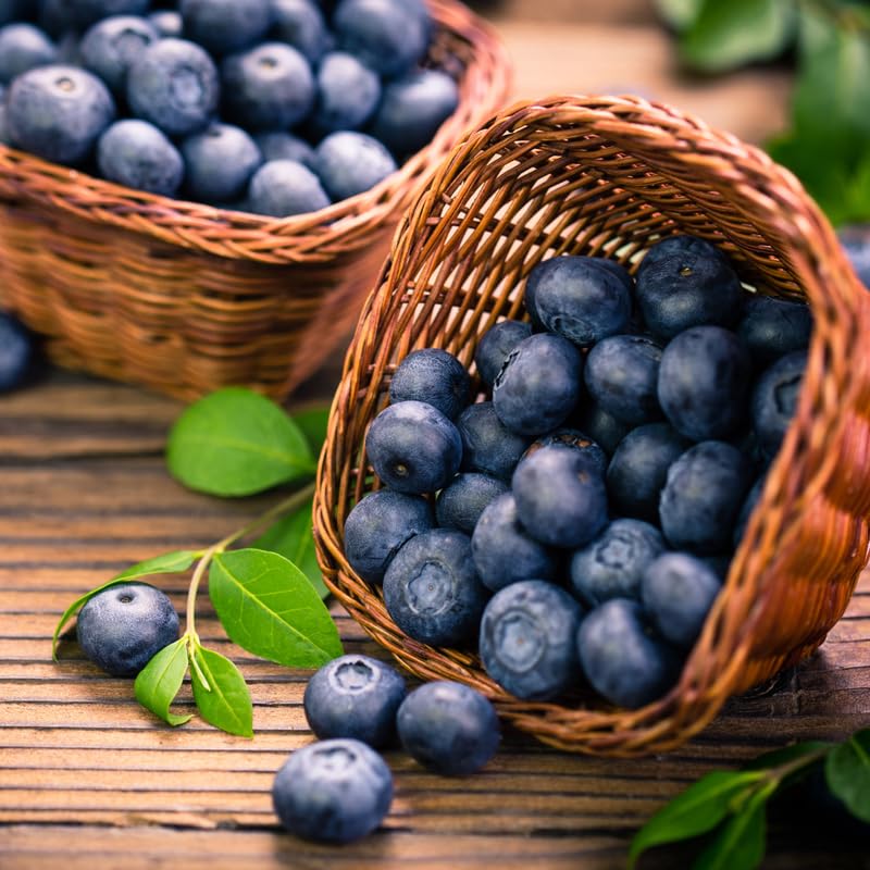 2 Blueberry Plants, Blueberry Tree Live Plant, Blueberry Shrub 1 Year Old, Sweet Blueberry Bush Live Plant, Blueberries Bareroots (Sunshine Blue Blueberry)
