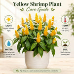 Live Shrimp Plant, Yellow Shrimp Plants Live, 4-6 Inches Tall, Colorful Ornamental Plant for Outdoor Growing