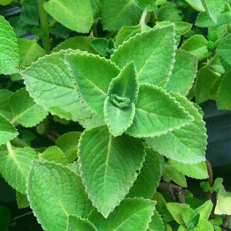2 Green Cuban Oregano Plants Live, 4-6" Tall Spanish Thyme Mexican Mint for Indoor Outdoor Growing