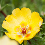 2 Yellow Portulaca Plants Live, Clumps 3-5" Tall Purslane Moss Rose Flowers for Indoor Pots, Outdoor Garden, Hanging Baskets