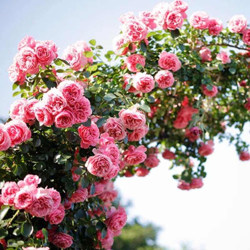 Pink Rose Climbing Live Starter Plant, Fragrant Pink Climbing Rose for Planting Outdoor, No Pot, 1 Year Old Rose Plant, Well-Rooted Rose Plants Live Ready to Plant