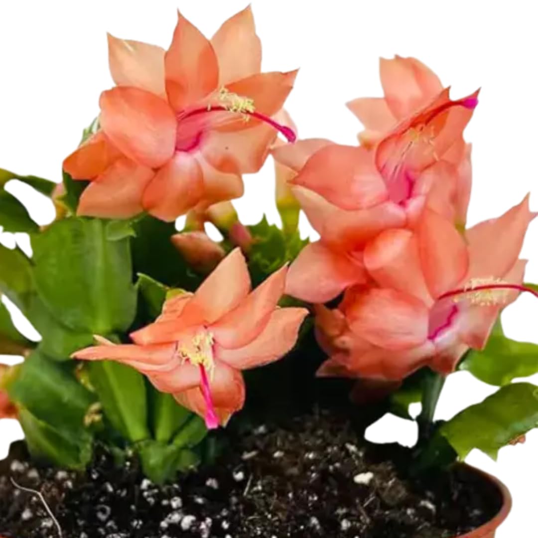Christmas Cactus Plant Live, Starter Holiday Thanksgiving Cactus Plant for Indoor Outdoor Houseplants, Fasle Easter Cactus Plants Like, Cold Hardy, 5-9" in Tall (Salmon)