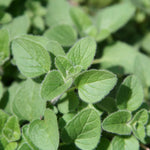 Pack 3 Oregano Plants, Perennial Oregano Plant, 3 to 6 Inch Tall, Fragrant Leaves Herb Mint Starter Plants for Outdoor Indoor Garden