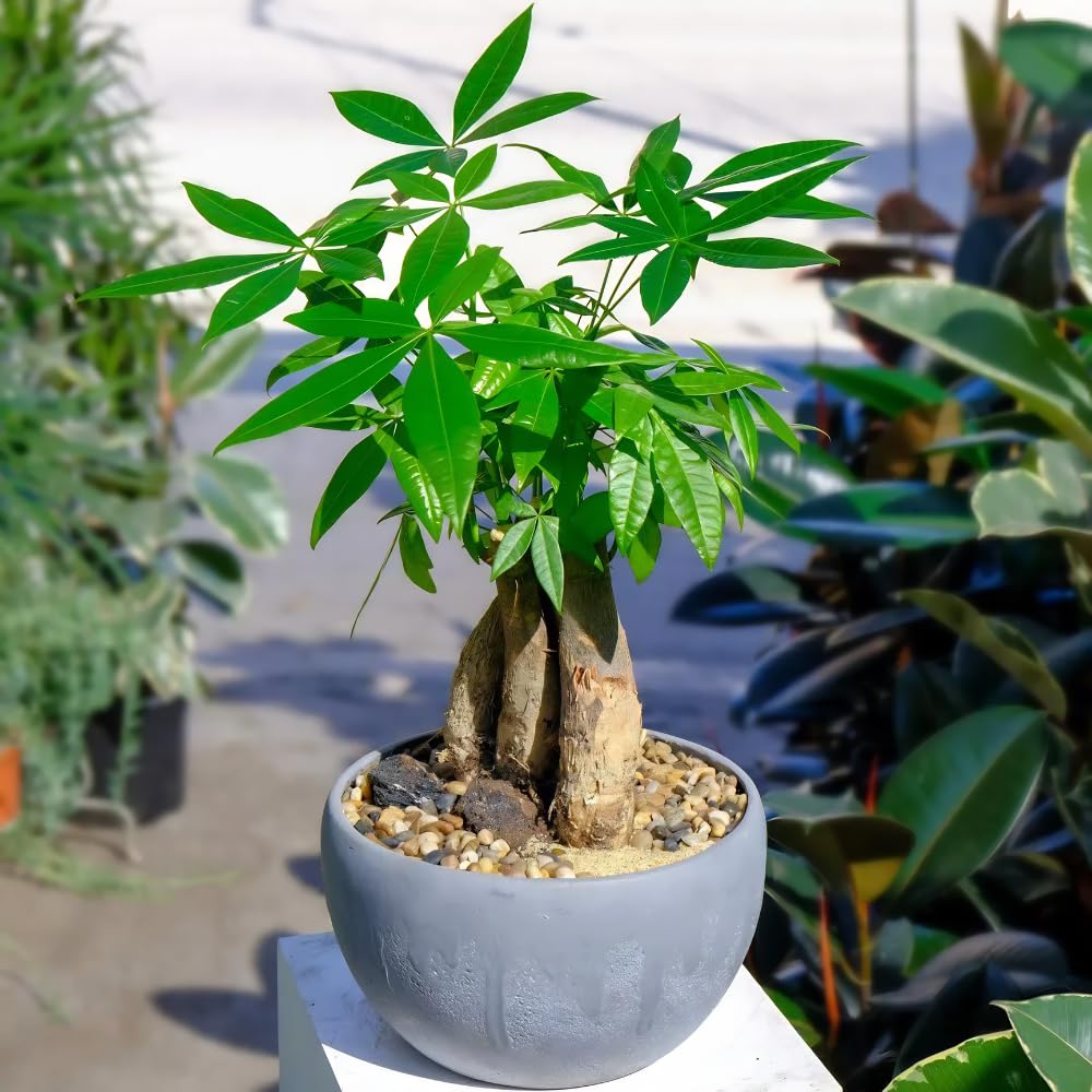 Money Tree, Live Money Tree, Easy Care Houseplant, 6-10 Inc Tall, Indoor Plant for Home and Office Decoration