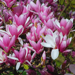 Magnolia Tree Live Plant, Ann Magnolia Plant Live, 5 to 8 Inches, Tropical Shrub Plants, 2.5 Inc Pot
